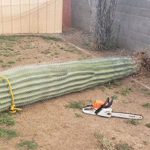 cactus removal