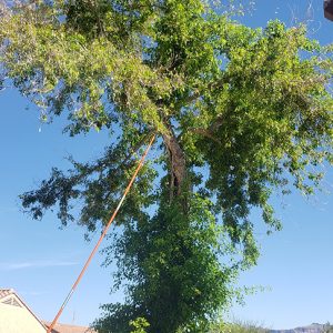 tree removal gilbert az