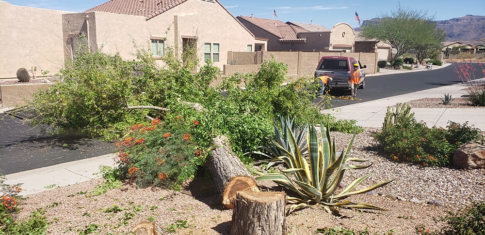 tree removal gold canyon